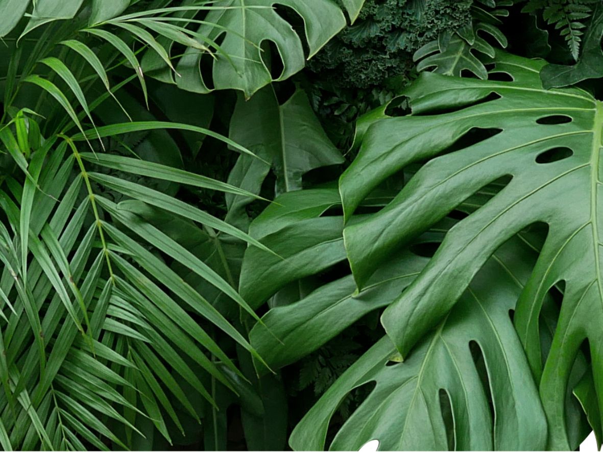 aromas tropicais, tropical, bambu, figos verdes, capim limão, perfume, cosméticos, natural, saboaria, artesanal, extrato de algas marinhas, extrato de pepino, vitamina E